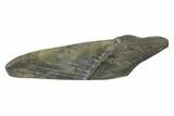 Partial, Fossil Megalodon Tooth Paper Weight #144404-1
